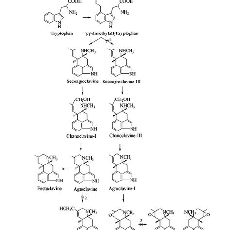 Scheme For Alkaloid Biosynthesis In P Fellutanum F 1073 1 Block