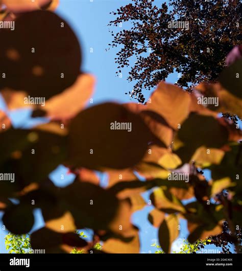 Fagus Sylvatica Atropunicea Copper Beech Foliage Against Blue Sky