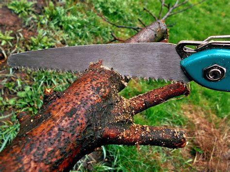 A Quick Tip On How To Sharpen A Pruning Saw 2023