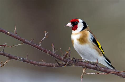 European Goldfinch Facts Temperament As Pets Care Pictures Singing