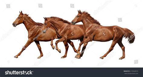 Three Horses Running Fast Isolated On Stock Photo 213544915 | Shutterstock