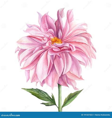 Botanical Illustration Elegant Dahlia Of Pink Flower On Isolated White