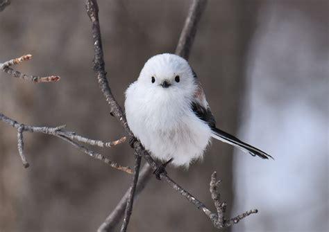 身近な鳥たちと親しくなろう♪新しい趣味 【バードウォッチング】を始めてみない？ キナリノ