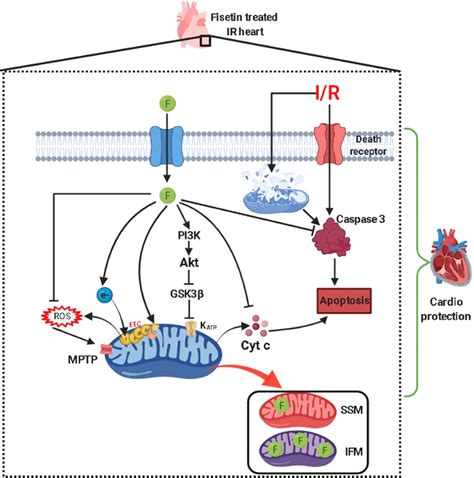 Schematic Diagram Illustrating The Mechanism Of Action Of Fisetin