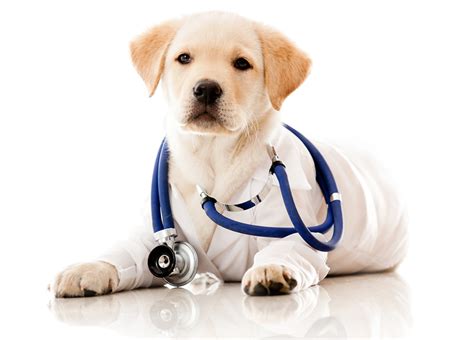 Healthcare Dogs See Medical Care Tops By Yield But Big Pharma Tops By Gains For April | Seeking ...