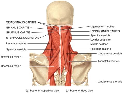 Muscles that Move the Head Diagram | Quizlet