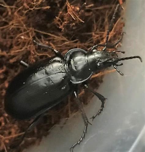 Carabid Beetle Calosoma Macrum Bugguidenet