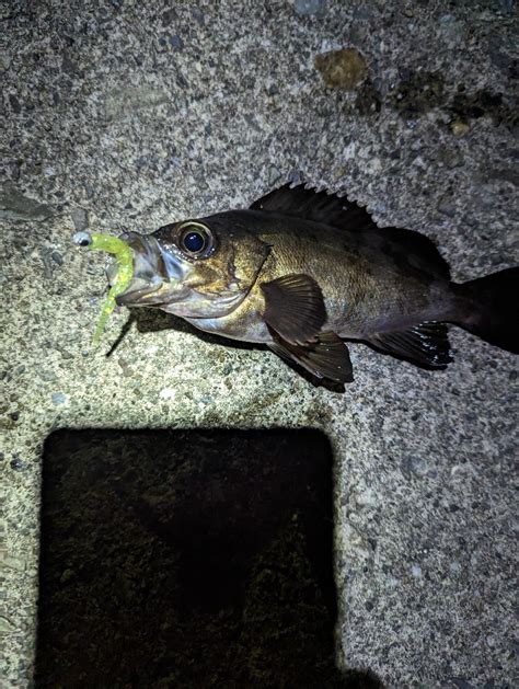 陸っぱり釣行記 三重県 石鏡 アジング メバル 陸っぱり 釣り・魚釣り 釣果情報サイト カンパリ