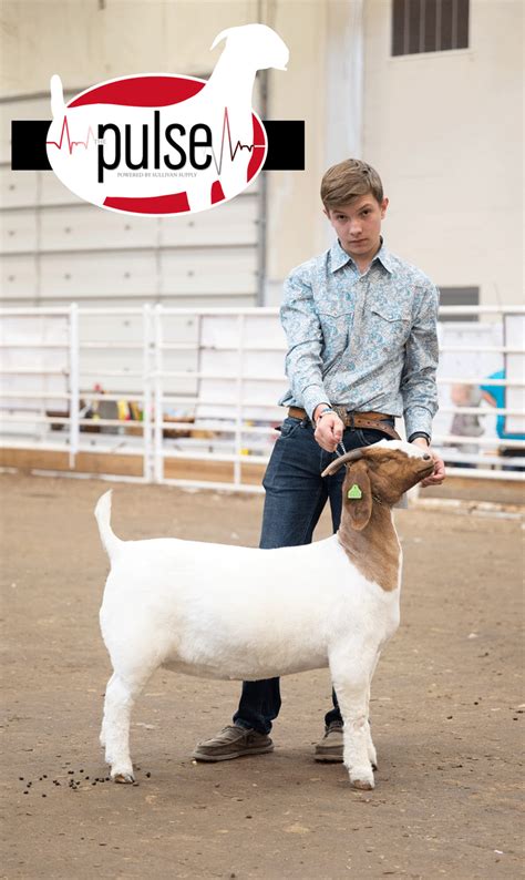 National Junior Boer Goat Show Jabga Percentage Does Yearling