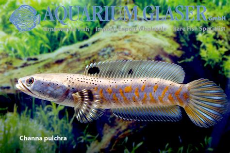 Channa pulchra - Aquarium Glaser GmbH