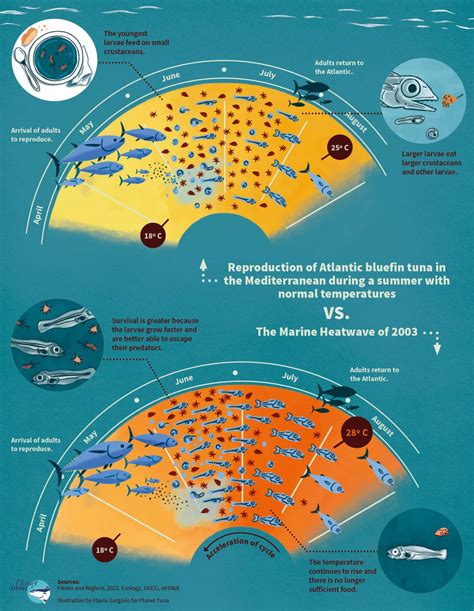 WHAT IS A MARINE HEATWAVE AND HOW DOES IT AFFECT LIFE IN OUR OCEANS