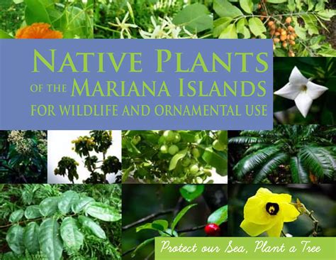 Native plants of the mariana islands | PDF