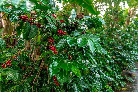 Plantación de café orgánico en la selva tropical Foto Premium