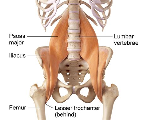 Psoas le muscle de l âme