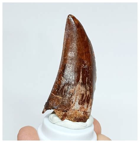 Dinosaur Fossil Tooth Nicely Preserved Red Carcharodontosaurus