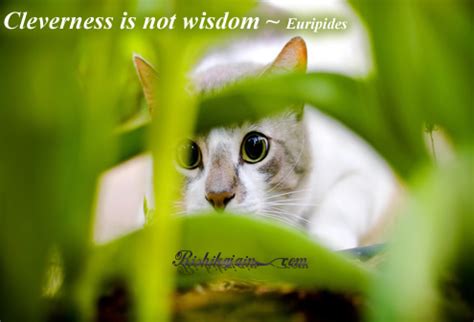 Inspirational Cat Quotes. QuotesGram