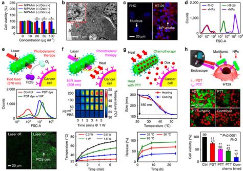 In vitro imaging and therapy using theranostic NPs. (a) Cell viability ... 