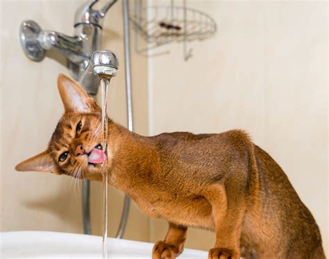 abyssinian cat personality traits abyssiniancatorg