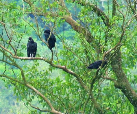 Black Vulture from São Lourenço MG 37470 000 on November 3 2023 at