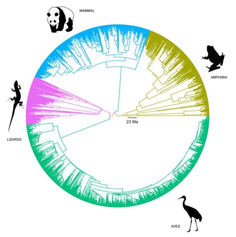 Fig S 2 Phylogenetic Tree Of Vertebrates Included In This Analysis