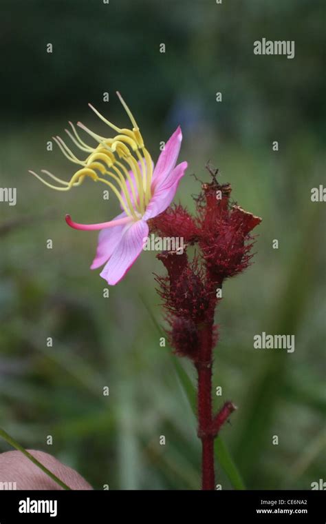 Wild Orchid Sikkim Stock Photo Alamy