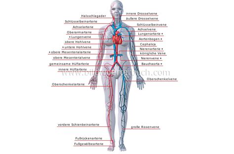 Human Being Anatomy Blood Circulation Principal Veins And