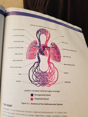 Ch Cardiovasc Syst Flashcards Quizlet