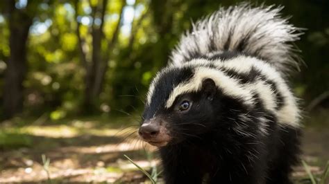 Western Spotted Skunk (Spilogale gracilis)