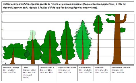 Découverte du séquoia géant de Bénévent lAbbaye Creuse Les têtards