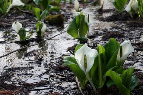 お知らせ・スタッフブログ 落倉自然園の水芭蕉白馬ハイランドホテル【公式】白馬姫川温泉