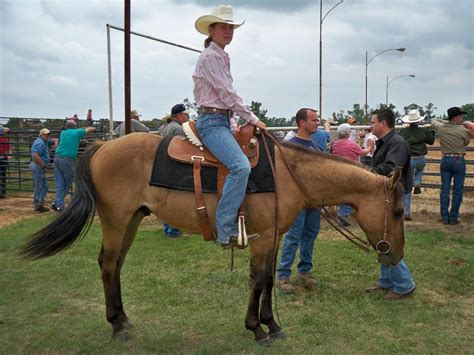 Buckskin Quarter Horse / buckskin quarter horse filly | Horses, Quarter horse ... - From ...