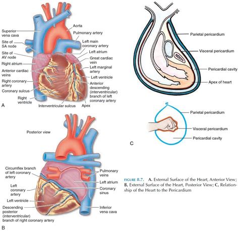 What is the Function of the Heart