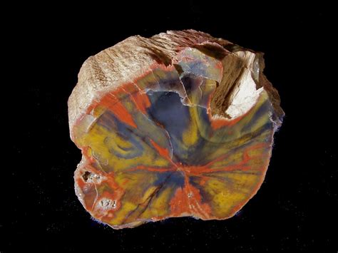 Rainbow Petrified Wood (Araucarioxylon arizonicum) - Arizo… | Flickr