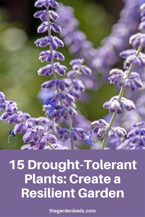 15 Drought Tolerant Plants Create A Resilient Garden Garden Beds