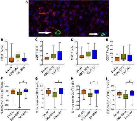 Frontiers Cd And Perivascular Foxp T Cells In Glioma Correlate