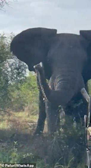 Terrifying Moment Sex Crazed Elephant Overturns Safari Jeep At South African Reserve Before