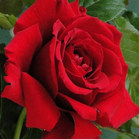 Rose The England Rugby Rose 3L-4L pot C | World of Roses