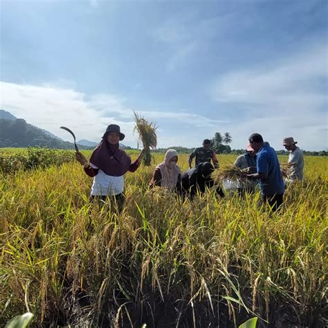 Petani Binaan Pt Vale Kembali Panen Beras Sri Organik Ritmee Co Id