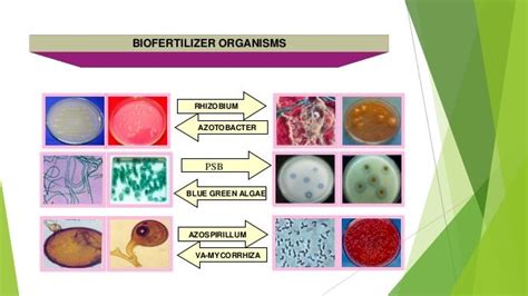 bio fertilizer and their application