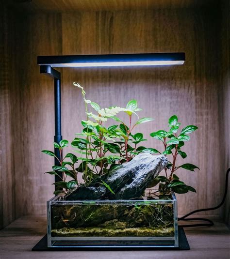 Pin By Dani On Terrarien Reptilien Fish Tank Design Plant Projects