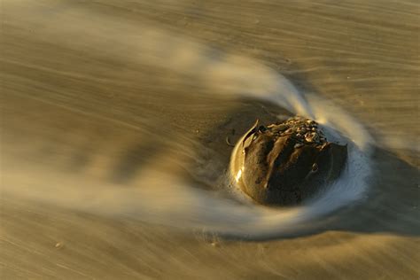 Assateague Island National Seashore Va — Jim Clark Photography