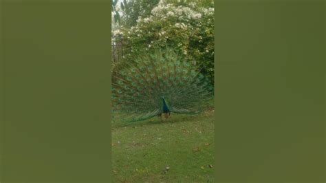 Beautiful Peacock Dancing😍 Youtube