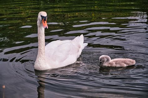 Swans Cygnet Lake - Free photo on Pixabay - Pixabay