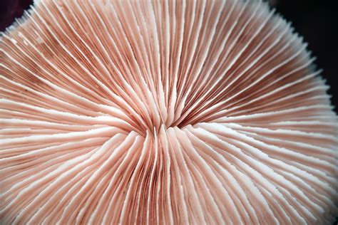 Light Pink Mushroom Coral Free Stock Photo Public Domain Pictures