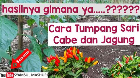 Cabe Rawit Tumpang Sari Dengan Jagung Youtube