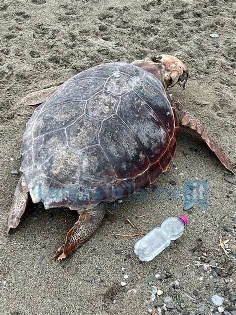 Lamezia Ritrovata Sulla Spiaggia Di Ginepri Carcassa Di Tartaruga