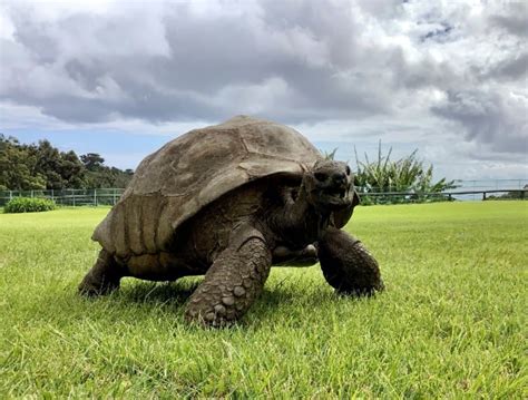 Jonathan the 190-Year-Old Tortoise Was Photographed in 1886 and Today ...