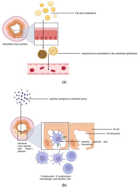 Liquids Free Full Text Oral Drug Delivery Via Intestinal Lymphatic