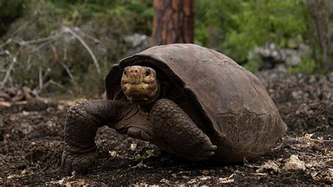 Extinct Fantastic Giant Tortoise Found Alive On The Gal Pagos Islands