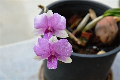 Orchideen retten Erste Hilfe wenn Orchidee schwächelt